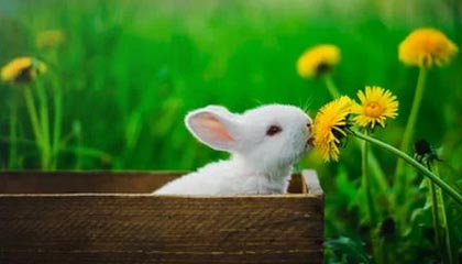 开云官网的沉浸式体验：让云端服务成为生活的新入口